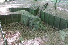 Cuneraweg-Rhenen-bunker-en-loopgraaf-WOII-in-bos